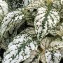 Seminte profesionale  Hypoestes phyllostachya - imagine 49406